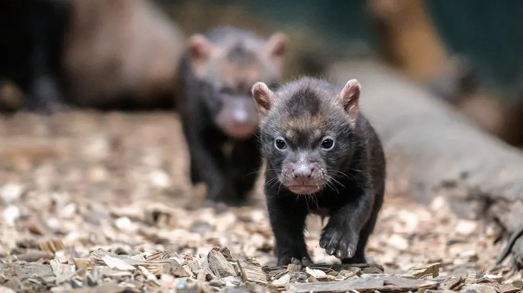 Štěňata psů pralesních v pražské zoo