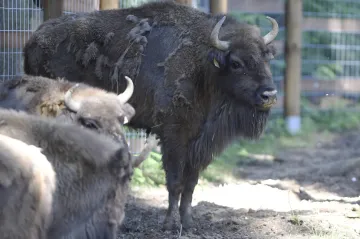 Ze zoo v Táboře utekli zubři, dva se zatím nepodařilo zahnat zpět