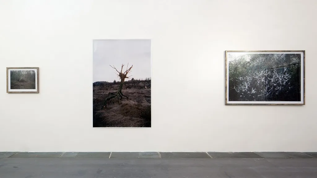 Jan Bigas / z cyklu Kdesi mezi lesy, 2012