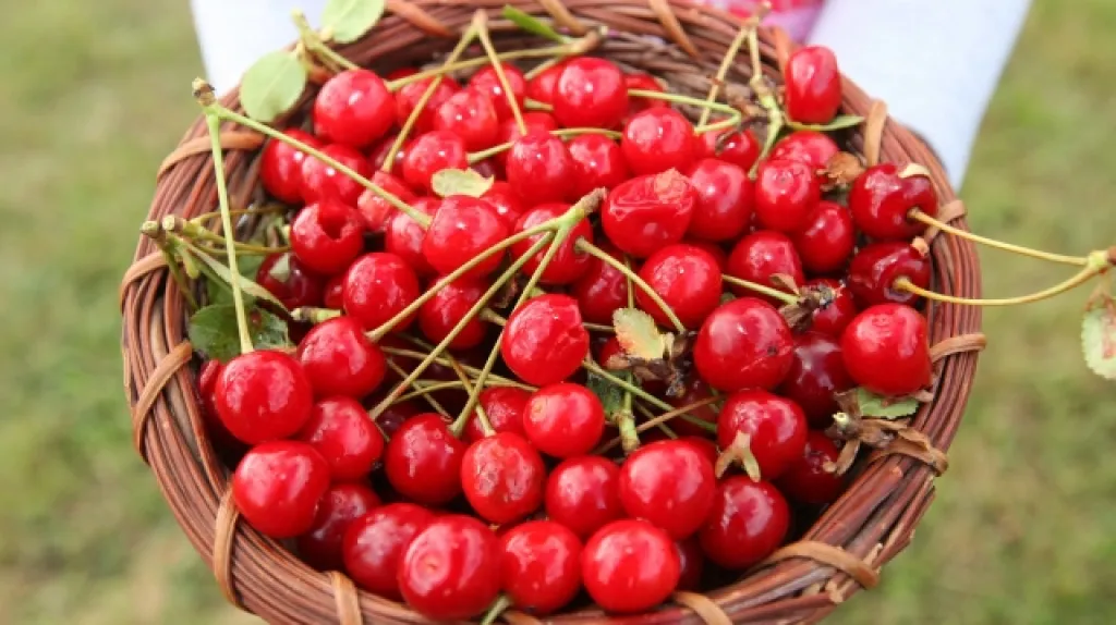 Třešně
