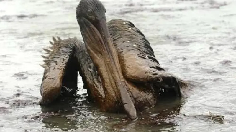 Pelikán hnědý zasažený ropou