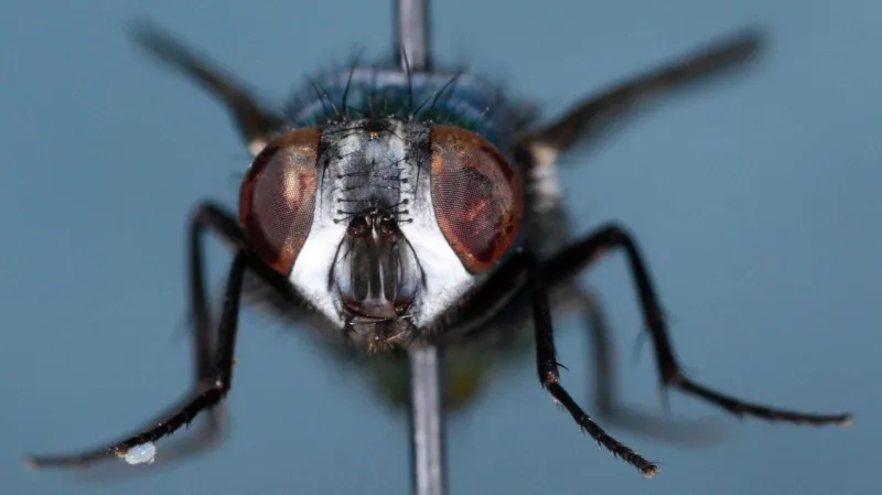 Bzučivka zelená - moucha s léčivými schopnostmi