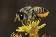 Včely samotářky jsou klíčové pro opylování. Experti zkoumají, jak je ochránit před pesticidy 