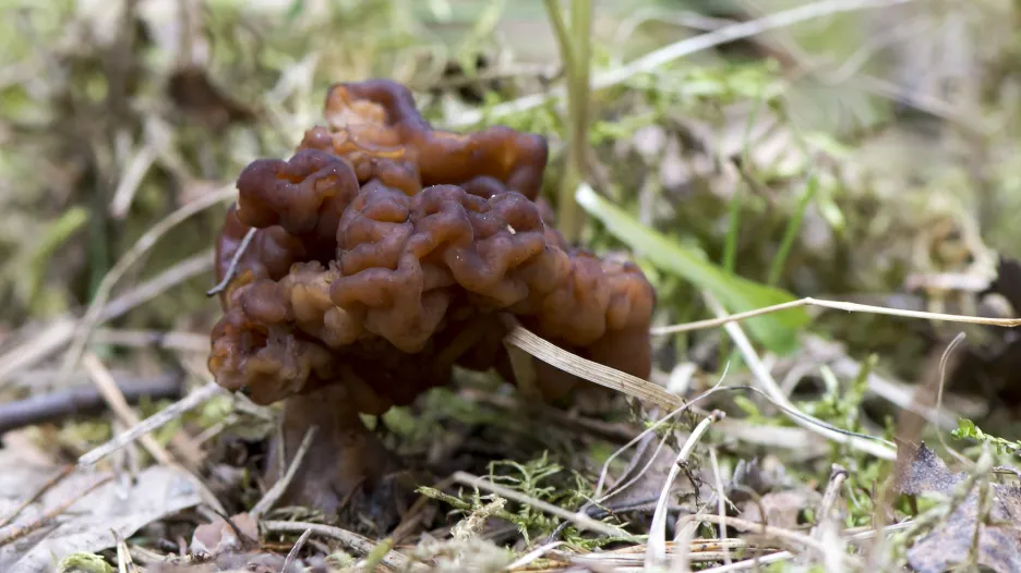 Ucháč obecný je smrži podobný, je však jedovatý