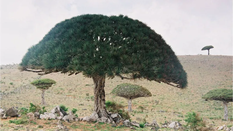 Fotografie S. Ryvolové z Jemenu