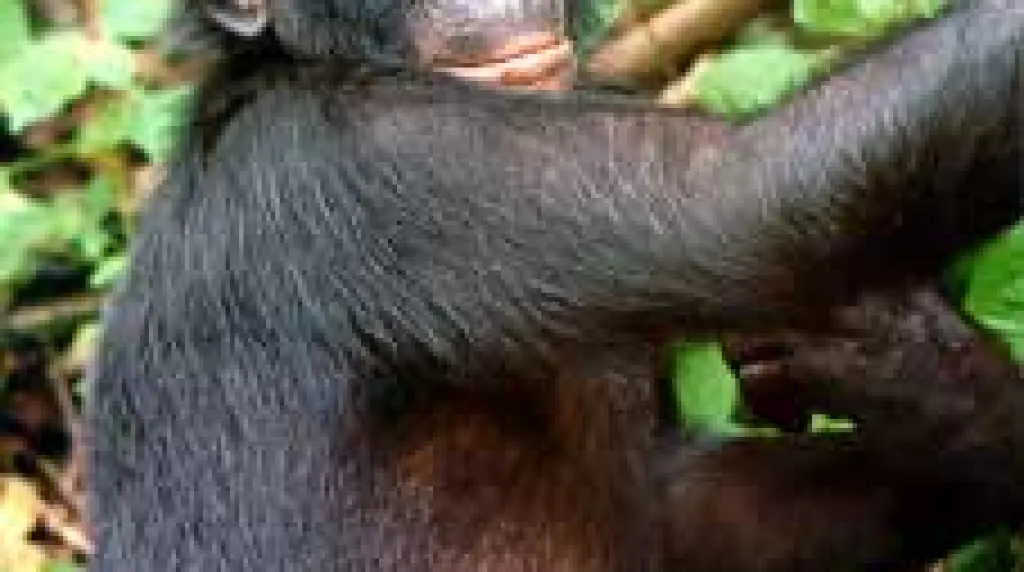 Šimpanz bonobo
