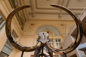 Lovci mamutů si vybírali. Upřednostňovali samice