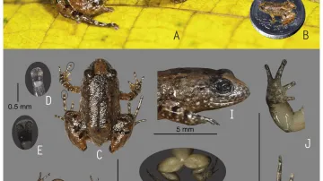 Nově objevené druhy žab z Indie