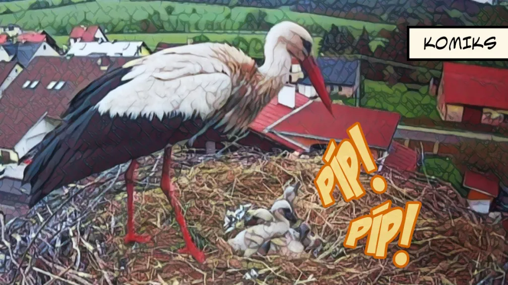 Čapímu otci s péčí o mláďata pomáhají na Trutnovsku dobrovolníci