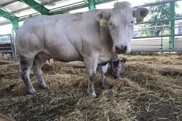 Krávy nepotřebují teplo, ale čerstvý vzduch. V Žabčicích testují nový kravín bez zdí