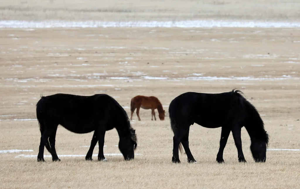 Koně na pastvě u sibiřské vesnice Gladkovo nedaleko Krasnojarsku