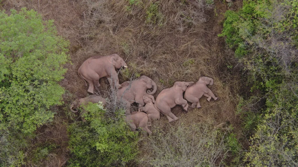 Divocí asijští sloni leží na zemi a odpočívají u čínského města Kchun-ming . Patnáctihlavé stádo se vydalo na cestu stovky kilometrů dlouhou, poté co opustilo své přirozené stanoviště v národní přírodní rezervaci Sibsongbanna. Vědci nyní hledají odpoveď na otázku, proč se sloni na takovou pouť vypravili