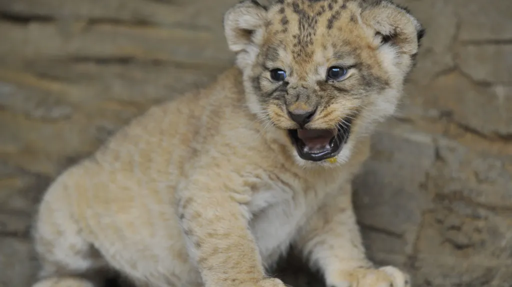 Mládě lva berberského. Ilustrační foto