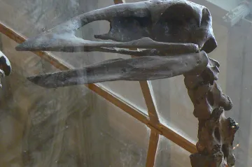 Vyhubili lidé obří ptáky na Madagaskaru? Objev naznačuje, že spolu člověk a aepyornis mohli žít tisíciletí