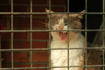 Zvířata lapená v pastech bodal a střílel. V kauze obory Březka padlo obvinění