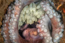 Poslední loučení umírající chobotnice s mláďaty. Nejlepší snímky oceánu ukazují, co se děje nad hladinou i pod ní