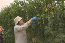 Čeští dobrovolníci včetně velvyslankyně pomáhají v Izraeli na farmě se sklizní rajčat