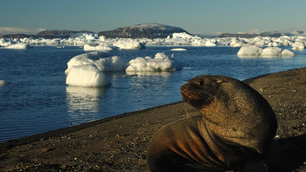Antarktida není mrtvý kontinent