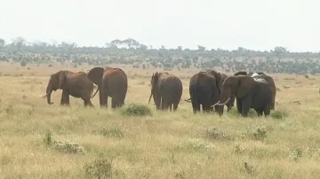 Sloni v keňském parku parku Tsavo
