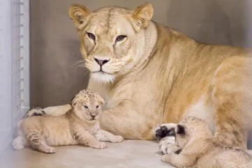 Malá lvíčata ve Dvoře Králové slaví svůj první svátek. Návštěvníci zoo je uvidí v září