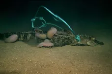 Aligátoří tělo pohřbili vědci v mořské hlubině. Zkoumali, jak rychle zmizí