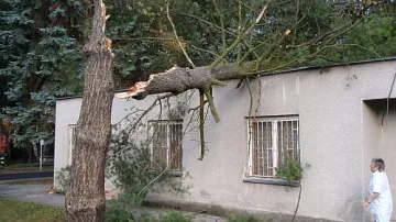 Spadlý strom