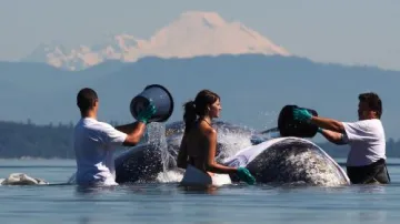 Na pláži v americkém Everetu uvízla velryba