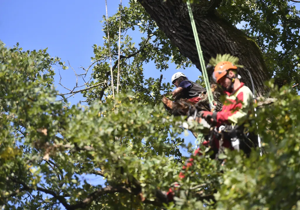 V Náměšti nad Oslavou odborníci opět ošetřili Žižkův dub starý přes devět set let