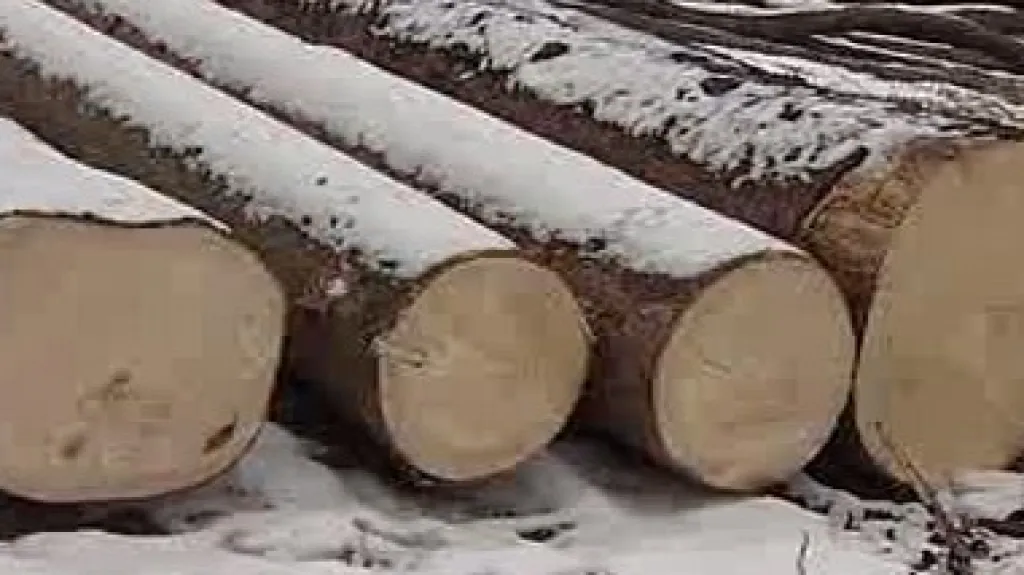 Pokácené stromy