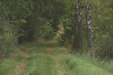 Policie řeší střelbu myslivců na psy