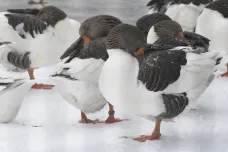 Náchodsko je v ochranné zóně kvůli hrozbě ptačí chřipky z Polska
