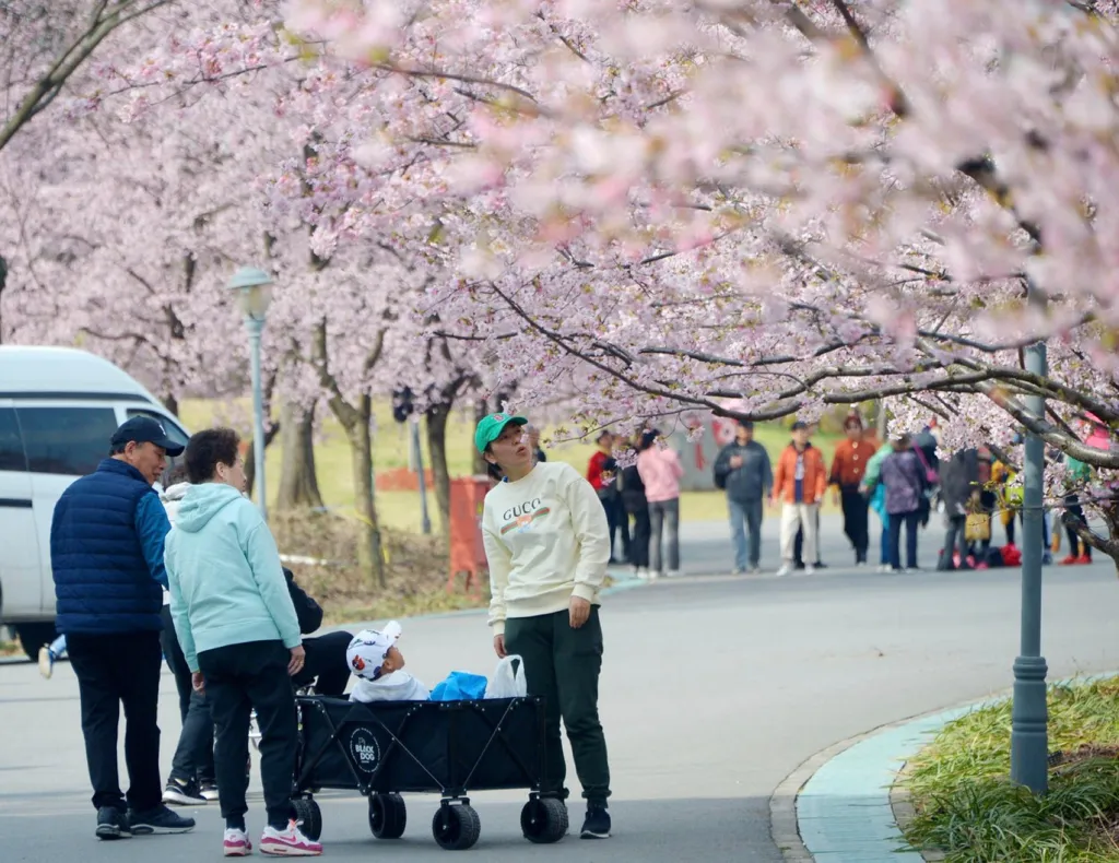 Šanghajský festival rozkvetlých třešní