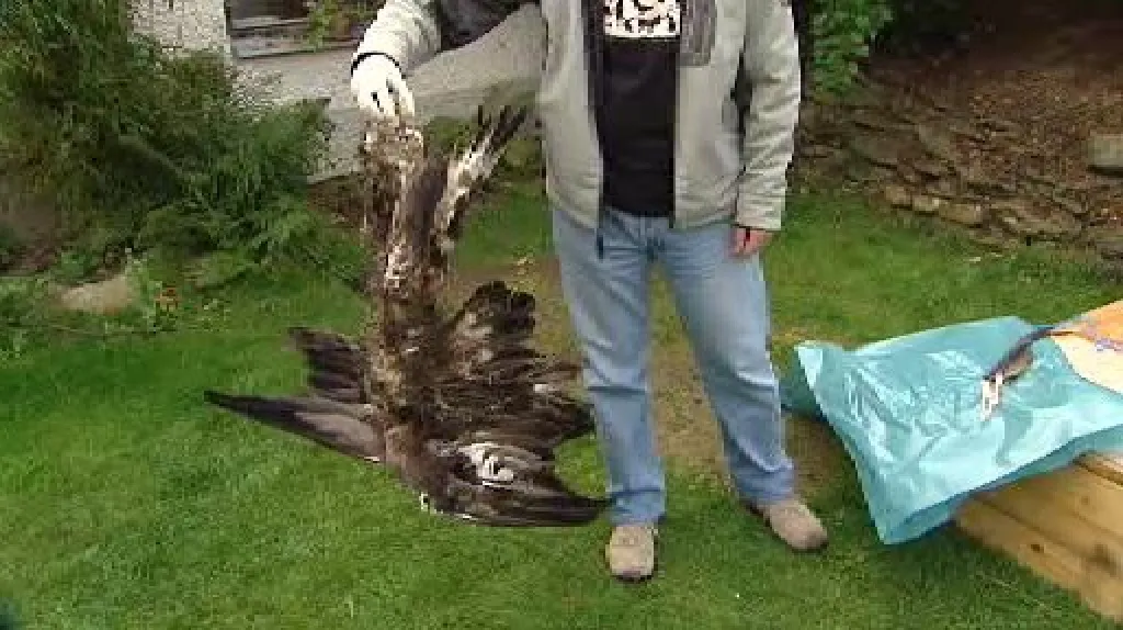 Torzo těla orla skalního