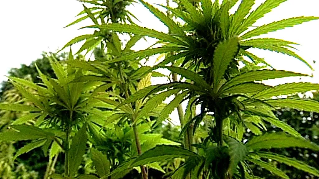 Marihuana
