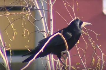Pole kolem Českých Budějovic decimují hejna havranů. Plašení nepomáhá