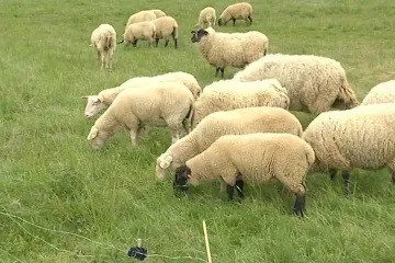 Chov ovcí na Valašsku zažívá renesanci