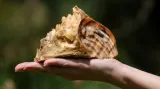 Stolička Vishesh
