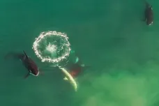 Video z dronu ukázalo, jak kosatky loví žraloky. Podle všeho si tuto dovednost předávají