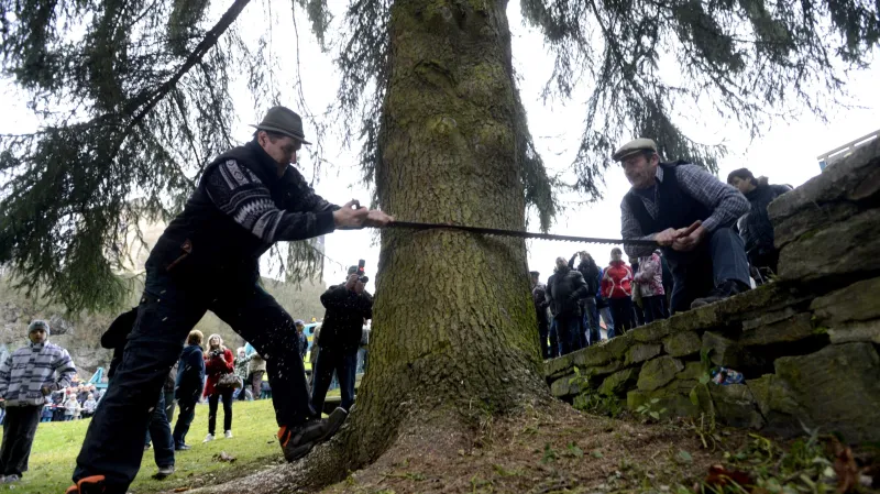 Vánoční strom pro Prahu je z Ratají nad Sázavou