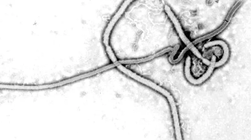Virus ebola