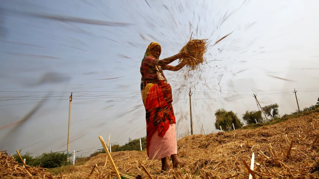Žena na rýžovém poli v Indii