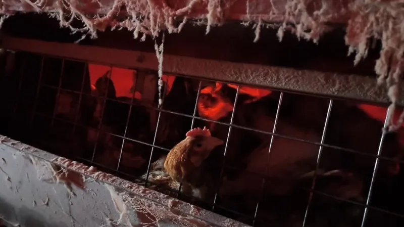 Chov slepic v Ivančicích na Brněnsku