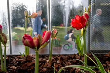 Předjaří vítá v Královské zahradě na Hradě tisíce květin