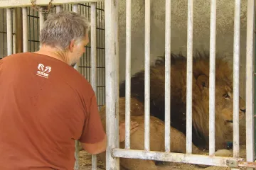 V zoo už žije jen menšina exotických zvířat. Malých chovů velkých šelem přibývá, zákony jsou měkké