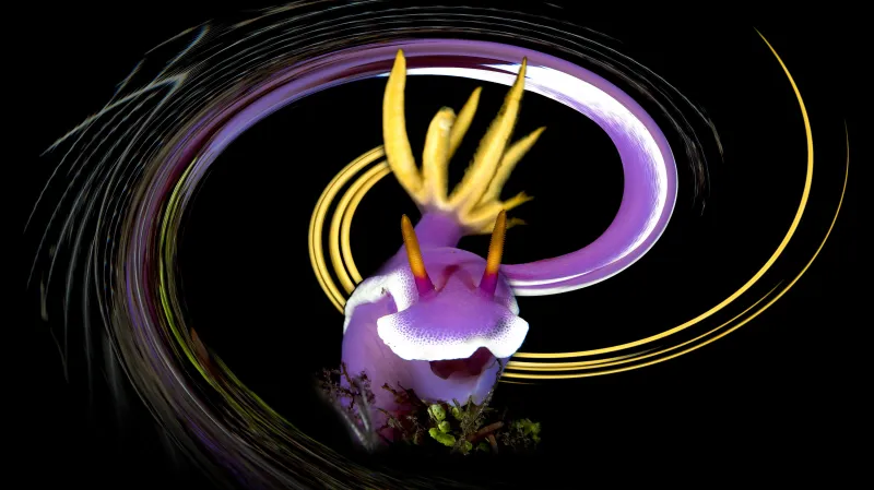 Umění pod hladinou: 1.místo "Disco Nudi" Hypselodoris, Bruno Van Saen bullocki nudibranch