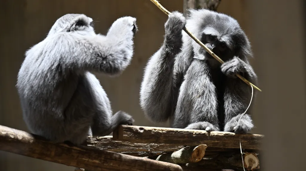 Nový pavilon gibonů stříbrných Gibonika v Zoo Zlín