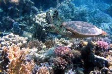 Korálové útesy v Rudém moři jsou nečekaně odolné. Izraelští vědci našli jejich evoluční trik