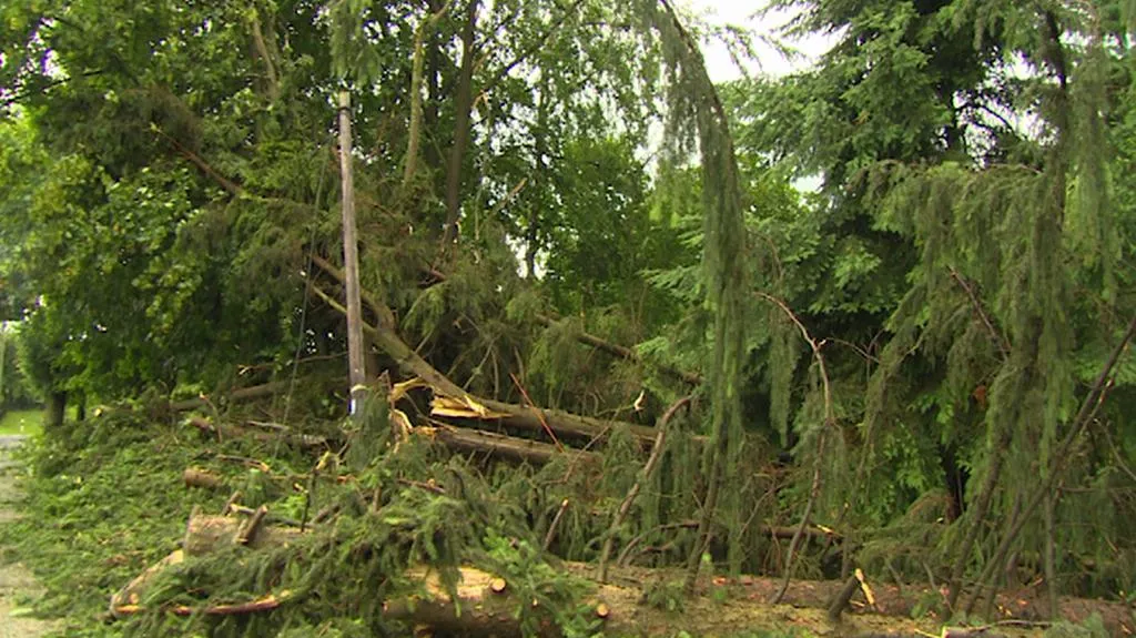Polámané stromy a větve poškodily dráty elektrického vedení