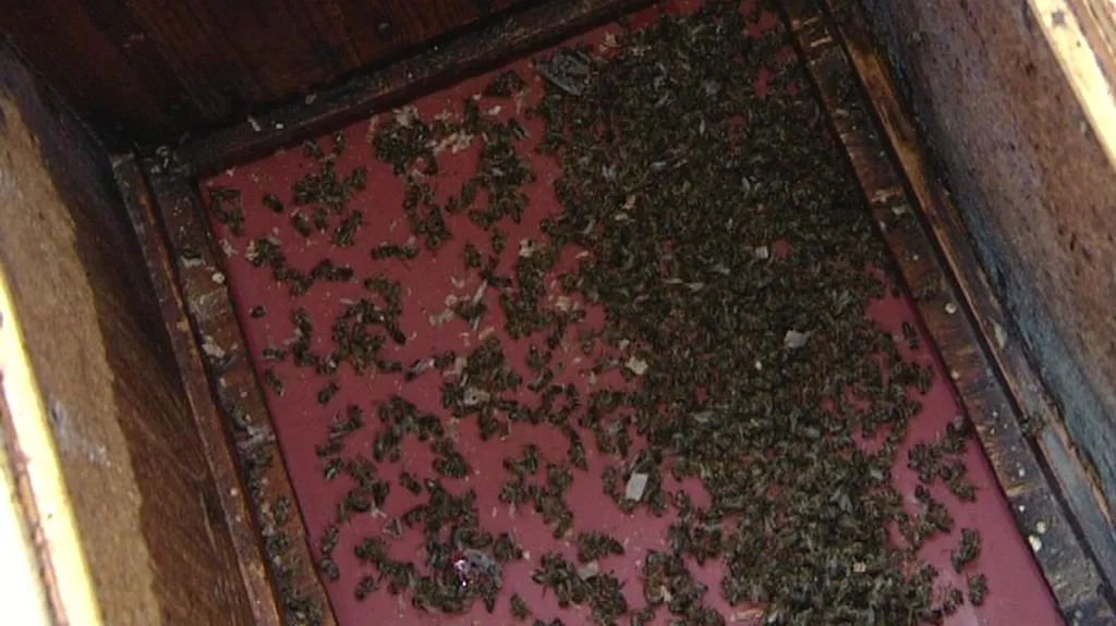 Vymrzlé včelstvo