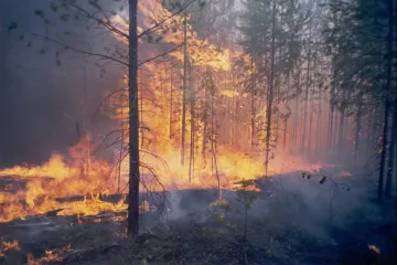 Požáry sibiřských lesů bude hasit armáda